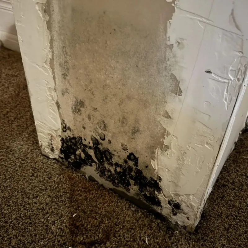Professional Mold Removal in Cedar Springs, MI